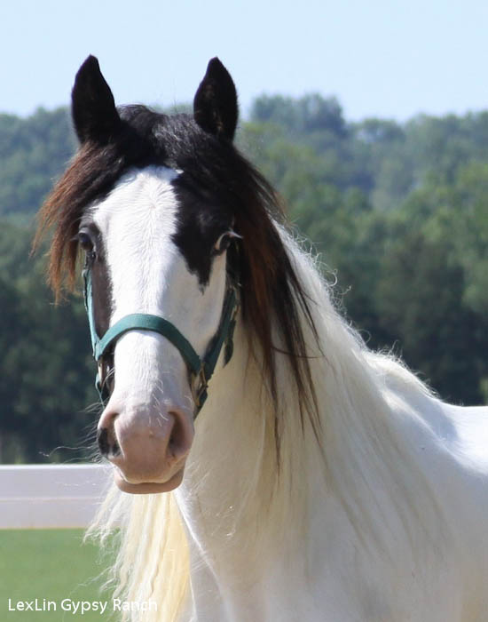 Ruby - Gypsy Horse - Photo taken May 2010